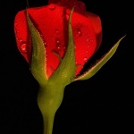 macro___My Mother's Namesake___