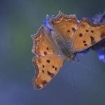 macro___On Blue___Stara Baska, Croatia.