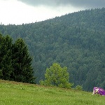 digital___Milka___Bjelolasica, Croatia.