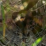 macro___Pearl Harbor___Djurdjevac, Croatia.