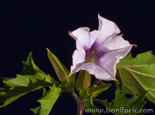 macro___Night Walker___