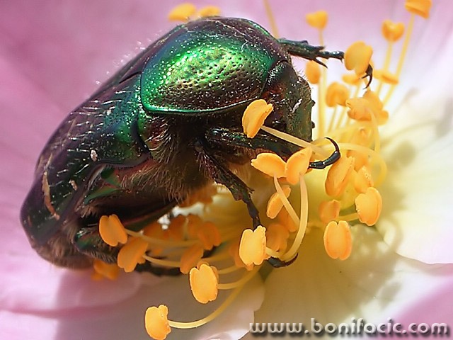 macro___Nirvana___