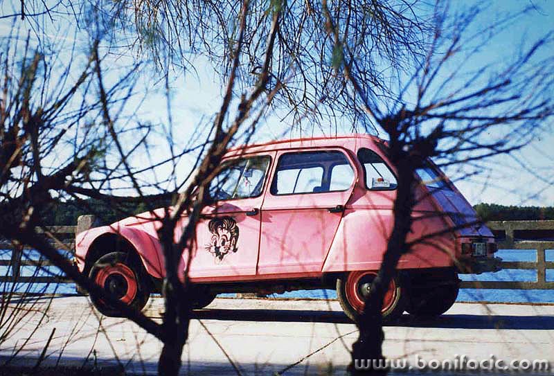 dyanepink