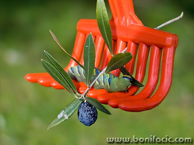 macro___Oliver___Punat, Croatia.