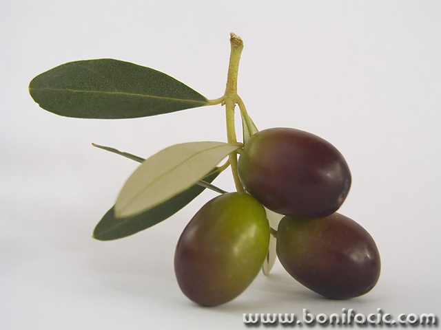 macro___Olives___