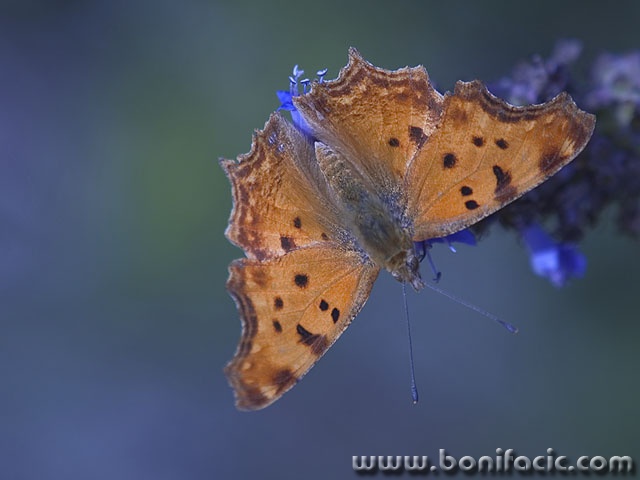 macro___On Blue___Stara Baska, Croatia.