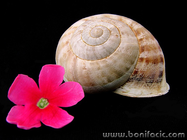 macro___Parade___