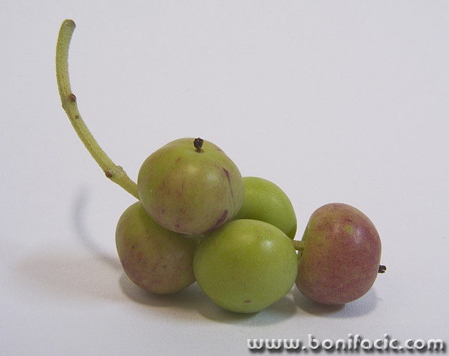 macro___Paradoxical Olive___