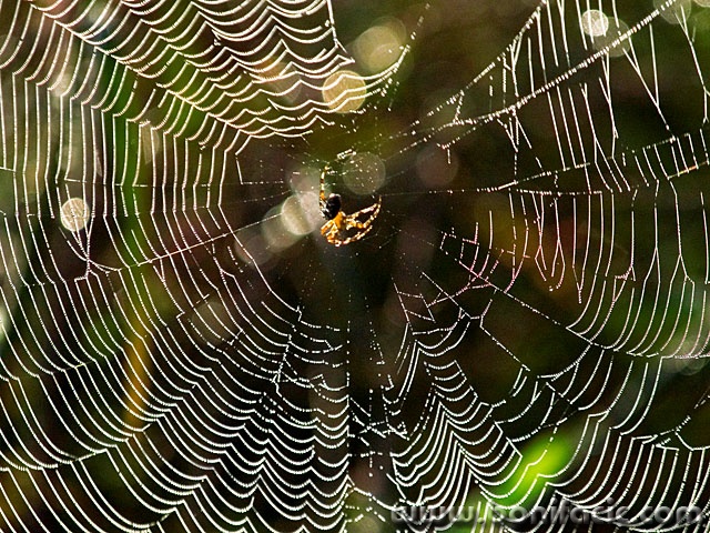 macro___Pearl Harbor___Djurdjevac, Croatia.