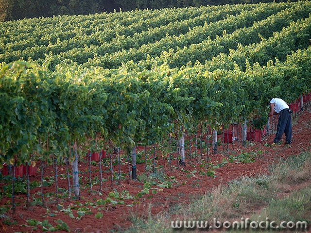 Copy of P9140414 copy