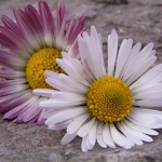 macro___Perfect Couple___