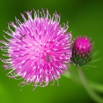 macro___Pink___Klek, Croatia.