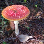 macro___Poison Temptress___Bjelolasica, Croatia.