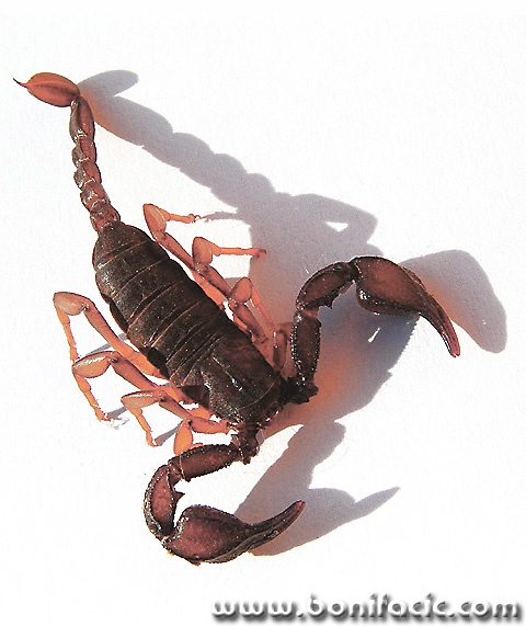 macro___Pet___