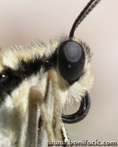 macro___Piercing___