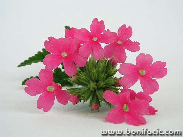 macro___Pink & Green___
