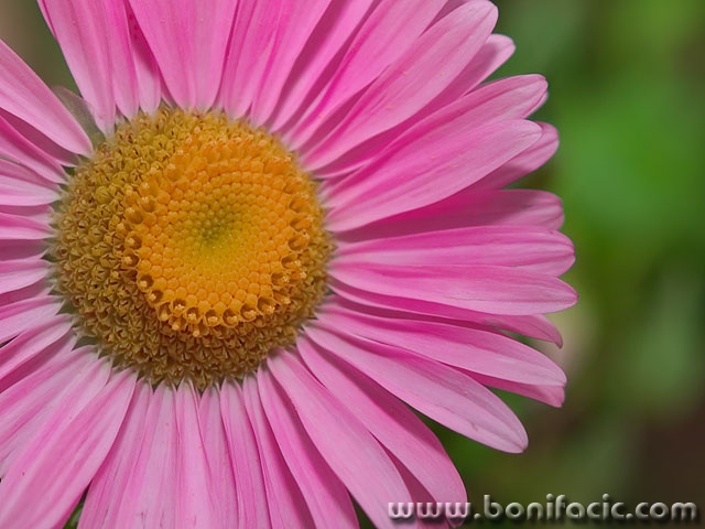macro___Pink___