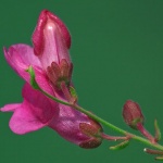 macro___Puppy___Rab, Croatia.