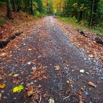 bjelolasica4 copymal