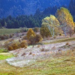 bjelolasica10 copymal