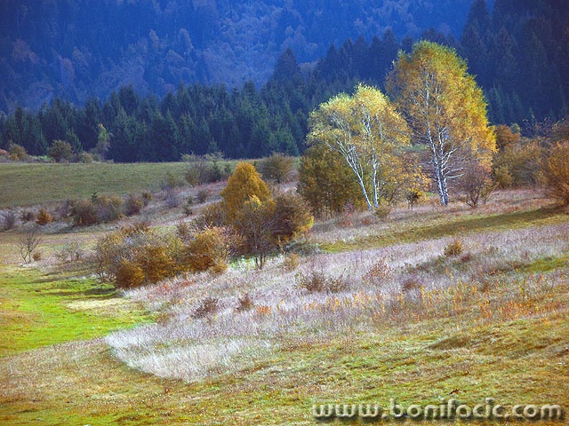 bjelolasica10 copymal