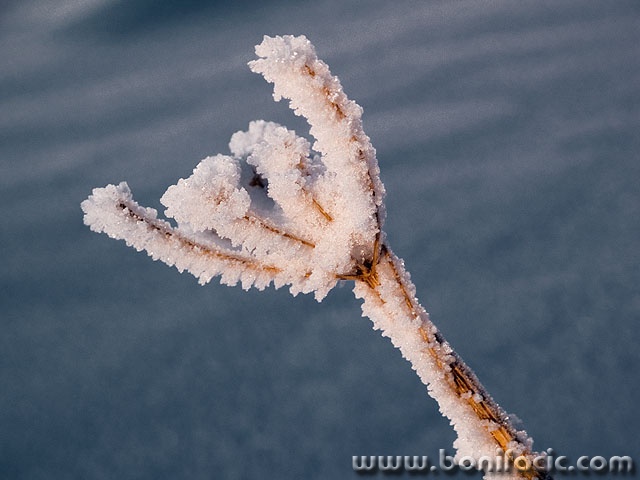 macro___Rafter___Gorski Kotar, Croatia.