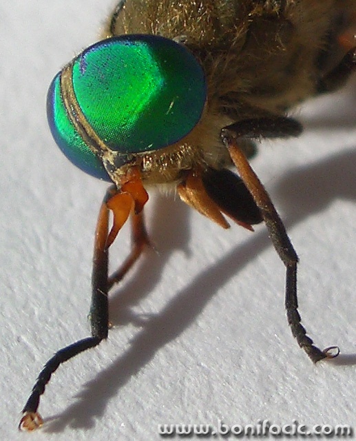 macro___Ray - Ban___