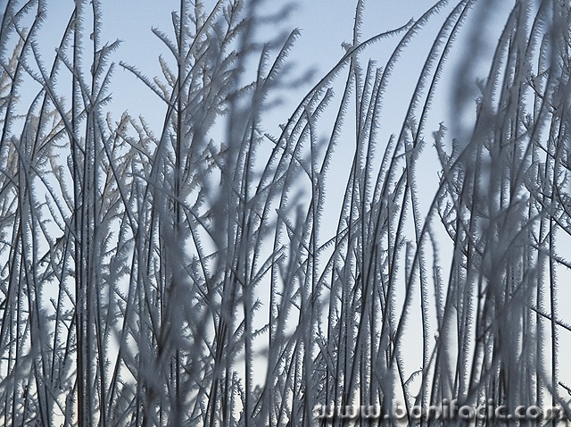 macro___Rime___Ogulin, Croatia.