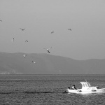 barkagalebi1 copymal