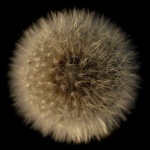 macro___Soft Ball___