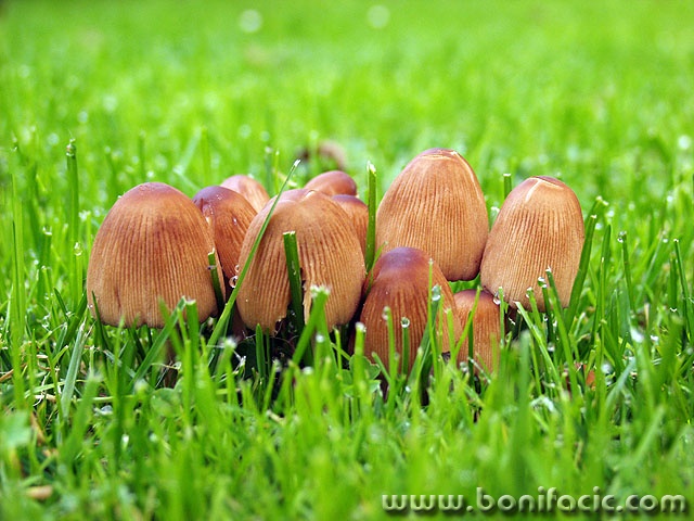 macro___Singing And Dancing In The Rain___