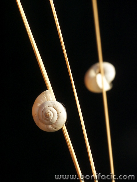 macro___Spark___