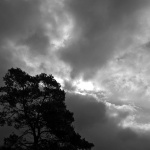 stablonevera1 copymal