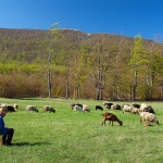 pastirstado1 copymal