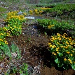 potokrozice1 copymal