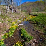 potokrozice2 copymal