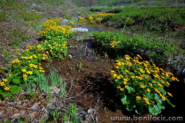 potokrozice1 copymal