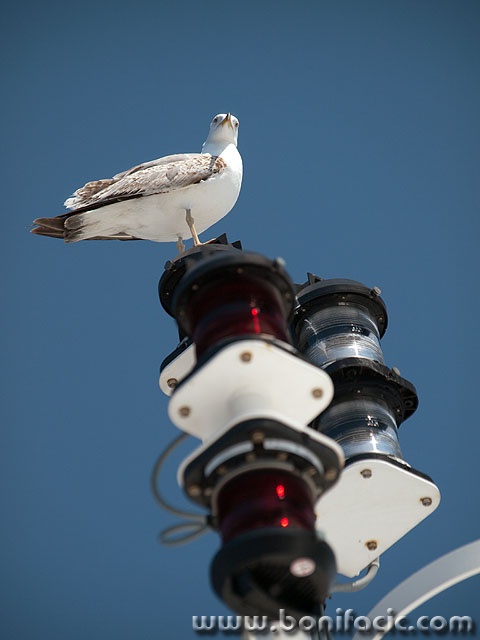 galebtrajekt1 copymal