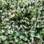 jasmin1 copymal