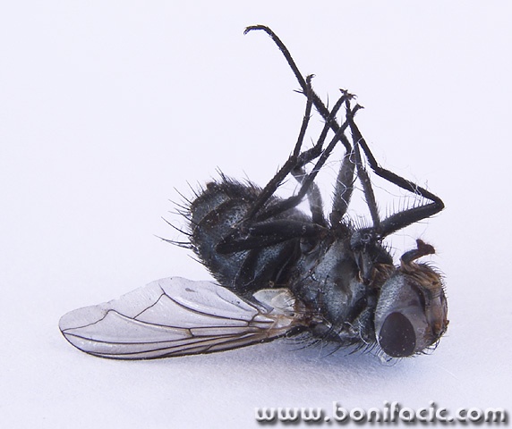 macro___Still Life___