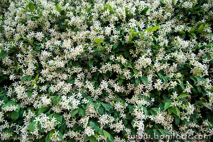 jasmin1 copymal