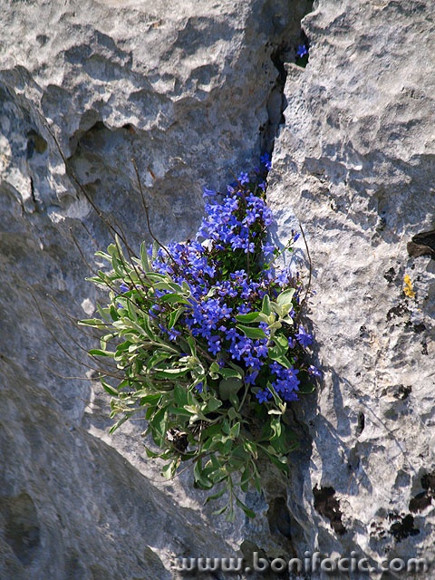 vidovagora1 copymal