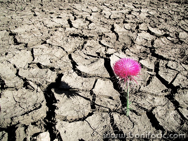 macro___Survival___Punat, Croatia.