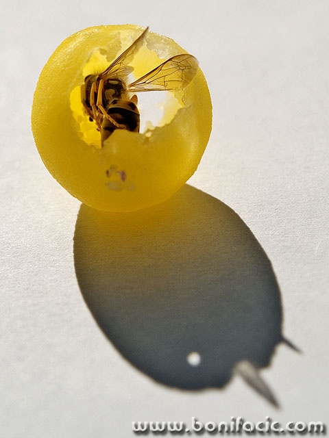 macro___Sweet Death___Punat, Croatia.