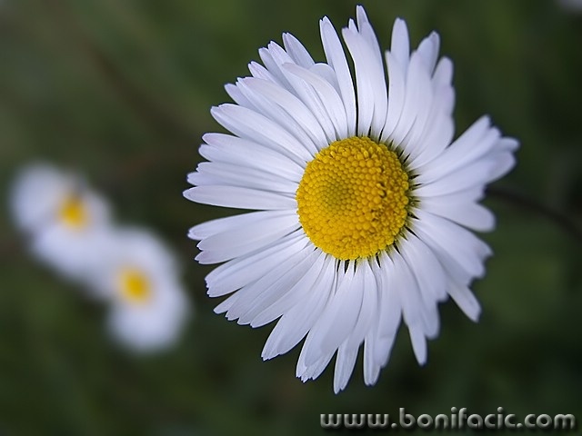 macro___Swoon___