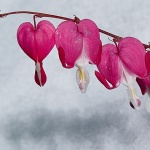 macro___Tingle___Lokve, Croatia.