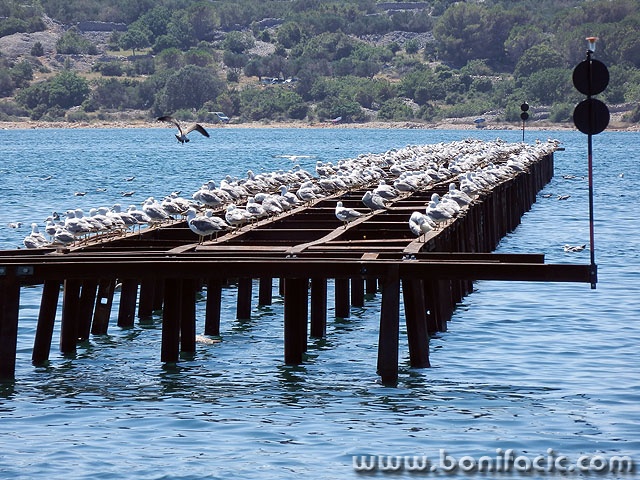 galebirivamarina1 copymal