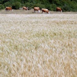 psenicakrave1 copymal