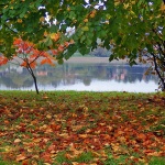 sabljacijesen1 copymal