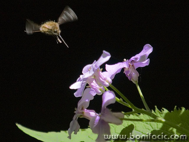 macro___The Flight Of The Bumble Bee___Zeleni Vir,Croatia.
